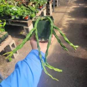 Rhipsalis Paradoxa - Chain Rhipsalis - 1 Unrooted Cutting