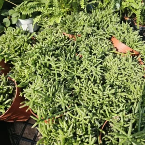 Rhipsalis Prismatica - Rare Tropical Cactus - 2in Pot - Cuttings