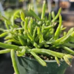 Rhipsalis Trigona - Rare Tropical Cactus - 2in Pot - Rooted and Unrooted Cuttings