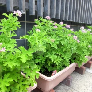 Set 2 Citronella Plants Live for Planting 3-6