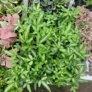 Ribbon Fern - Pteris Cretica Albolineata - 2in Pot - Variegated Houseplant