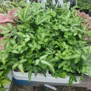 Ribbon Fern - Pteris Cretica Albolineata - 2in Pot - Variegated Houseplant