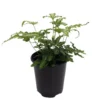 Ribbon Table Fern Plant - 3.5" Pot, Indoor Easy-Care Pteris Cretica Albolineata