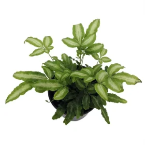 Ribbon Table Fern Plant - 3.5