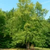 River Birch Tree Bare-root 25 Per Bundle - Fast-Growing Shade Tree - 6-12 Inch Tall