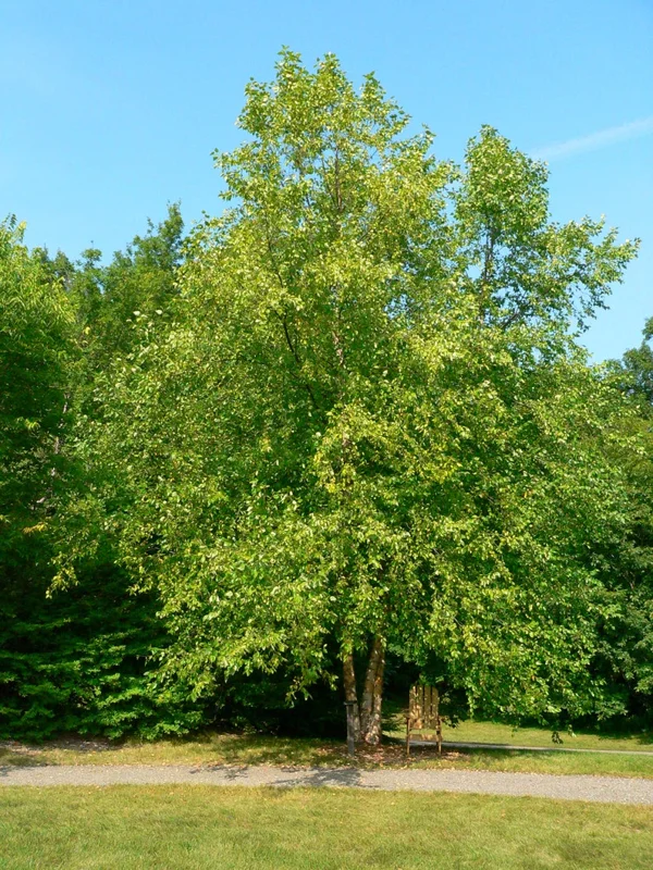 River Birch Tree Bare-root 25 Per Bundle - Fast-Growing Shade Tree - 6-12 Inch Tall