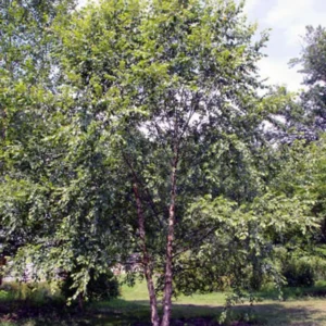 River Birch Tree Bare-root 25 Per Bundle - Fast-Growing Shade Tree - 6-12 Inch Tall