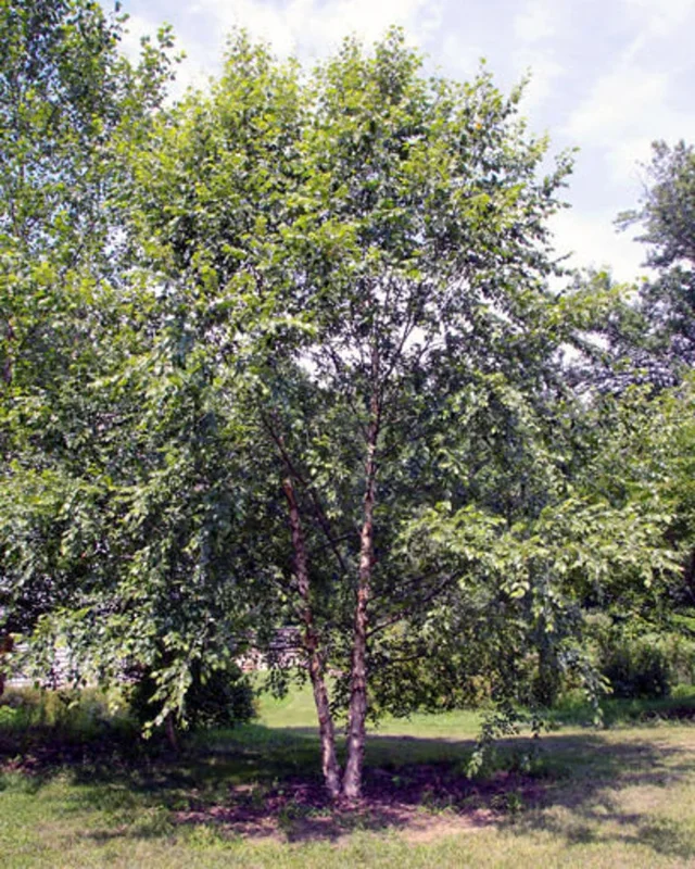 River Birch Tree Bare-root 25 Per Bundle - Fast-Growing Shade Tree - 6-12 Inch Tall