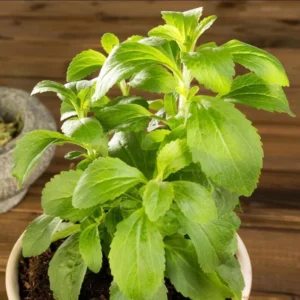 Set 2 Stevia Herb Plants Live for Planting 4