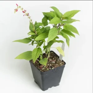 Pineapple Sage Plants Set - 4