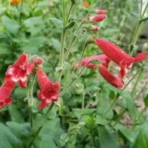 Rock Penstemon 1 Gallon Live Plant – Cherry-Red Flowers, Hummingbird Attracting, Deer Resistant