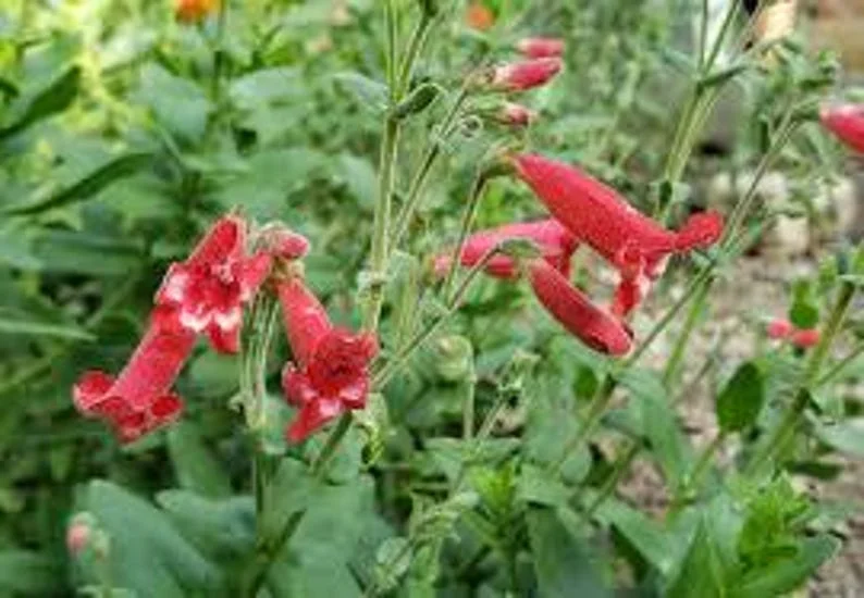 Rock Penstemon 1 Gallon Live Plant – Cherry-Red Flowers, Hummingbird Attracting, Deer Resistant