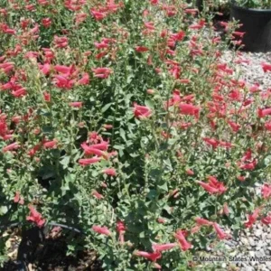 Rock Penstemon 1 Gallon Live Plant – Cherry-Red Flowers, Hummingbird Attracting, Deer Resistant