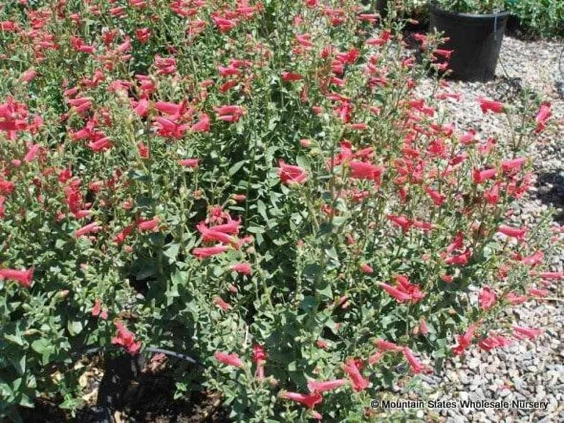 Rock Penstemon 1 Gallon Live Plant – Cherry-Red Flowers, Hummingbird Attracting, Deer Resistant