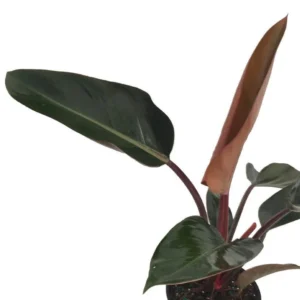 Rojo Congo Philodendron Live Plant - Easy Care Tropical Houseplant 4