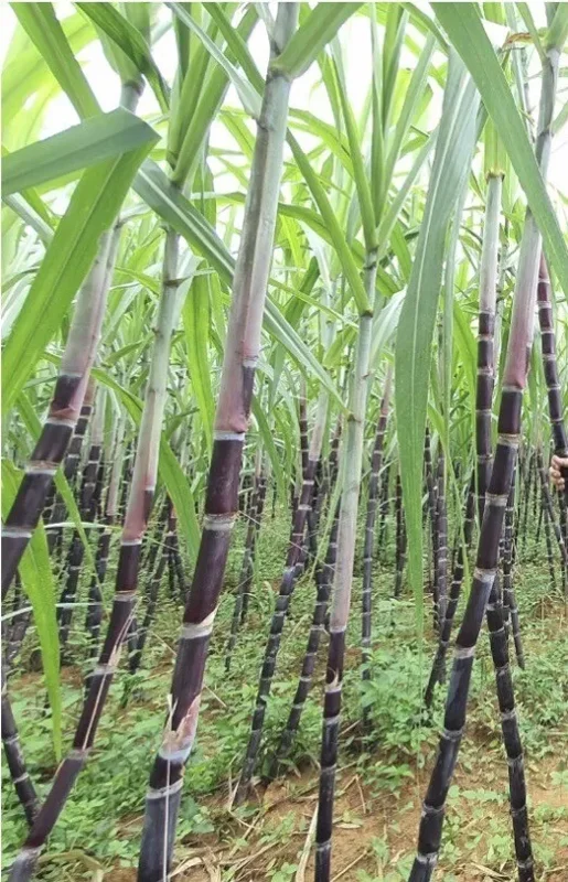 Rooted Sugarcane Cutting 5pcs Live Plant Ready to Grow | Tropical Sugarcane