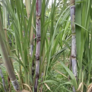 Rooted Sugarcane Cutting 5pcs Live Plant Ready to Grow | Tropical Sugarcane