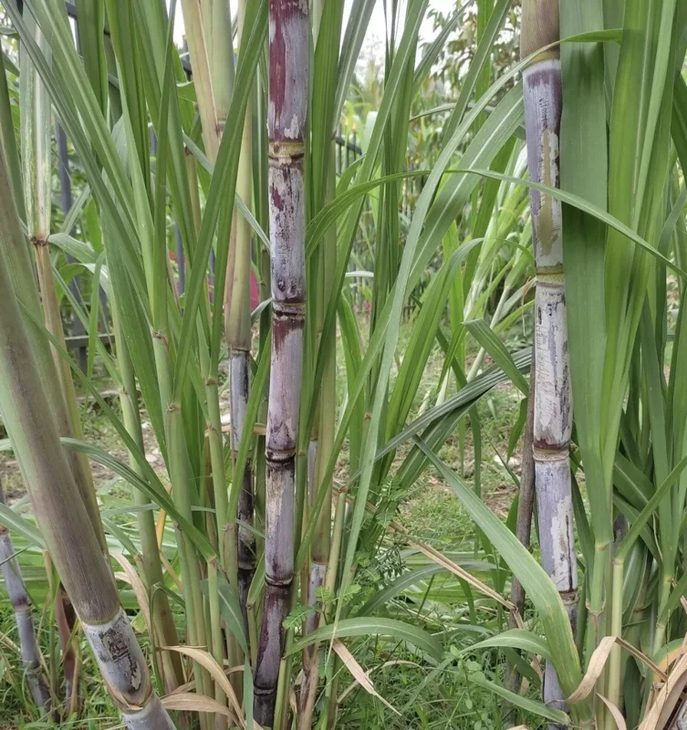 Rooted Sugarcane Cutting 5pcs Live Plant Ready to Grow | Tropical Sugarcane