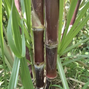 Rooted Sugarcane Cutting 5pcs Live Plant Ready to Grow | Tropical Sugarcane