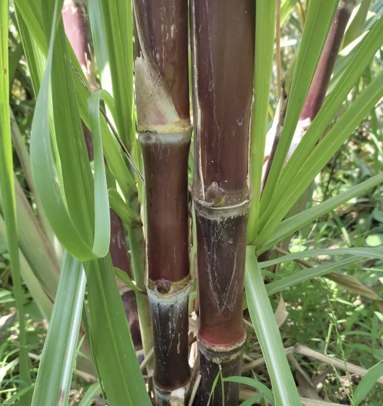 Rooted Sugarcane Cutting 5pcs Live Plant Ready to Grow | Tropical Sugarcane