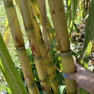 Rooted Sugarcane Cutting 5pcs Live Plant | Ready to Grow Tropical Sugarcane