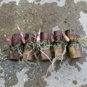 Rooted Sugarcane Cutting 5pcs Live Plant Ready to Grow | Tropical Sugarcane