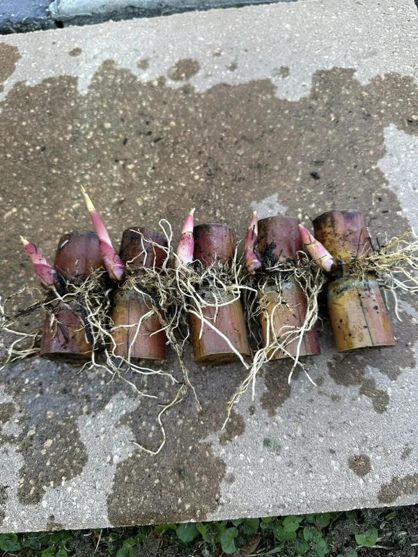 Rooted Sugarcane Cutting 5pcs Live Plant Ready to Grow | Tropical Sugarcane