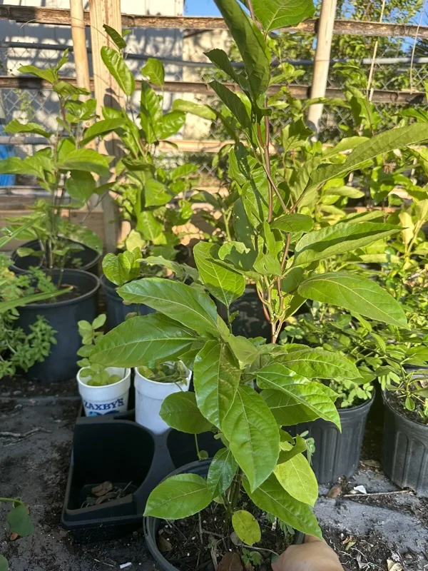 Roots Purple Passion Fruit Live Plant 18-25 Inches | Chanh Giây