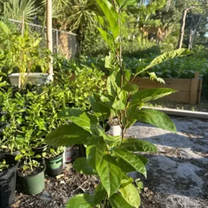 Roots Purple Passion Fruit Live Plant 18-25 Inches | Chanh Giây