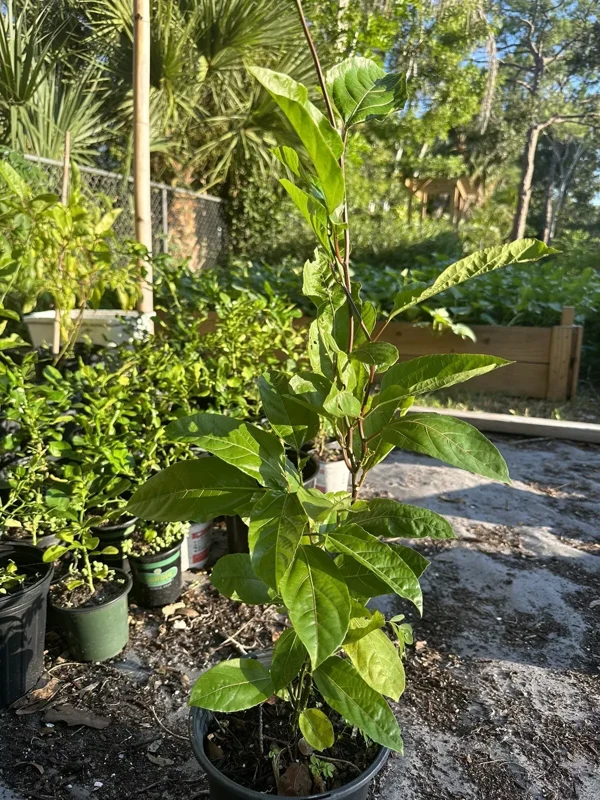 Roots Purple Passion Fruit Live Plant 18-25 Inches | Chanh Giây
