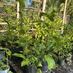 Roots Purple Passion Fruit Live Plant 18-25 Inches | Chanh Giây