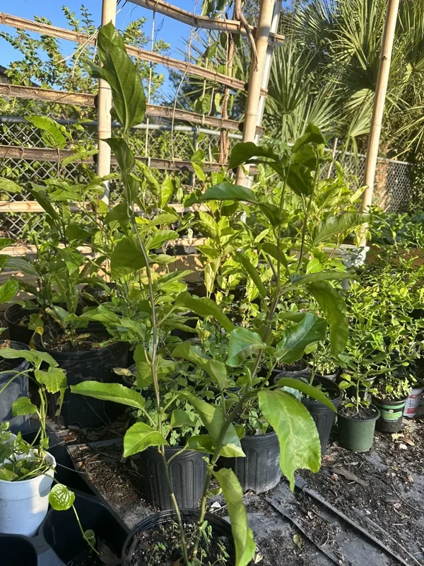 Roots Purple Passion Fruit Live Plant 18-25 Inches | Chanh Giây