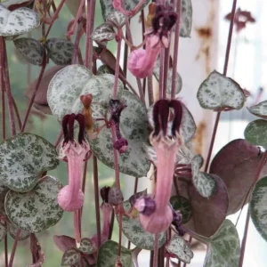 Rosary Vine Ceropegia woodii – String of Hearts 2.5