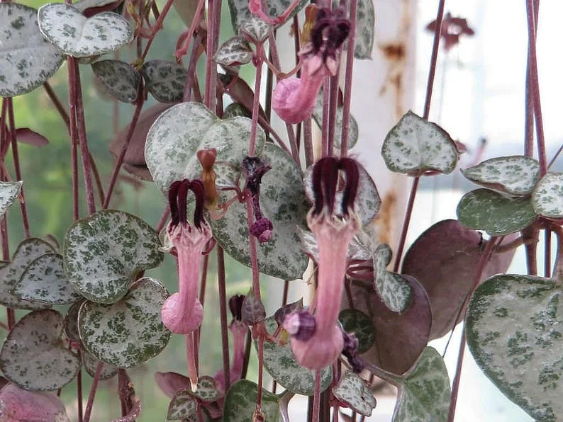 Rosary Vine Ceropegia woodii – String of Hearts 2.5" Pot – Trailing Indoor Succulent