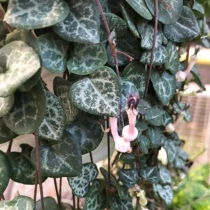 Rosary Vine Ceropegia woodii – String of Hearts 2.5