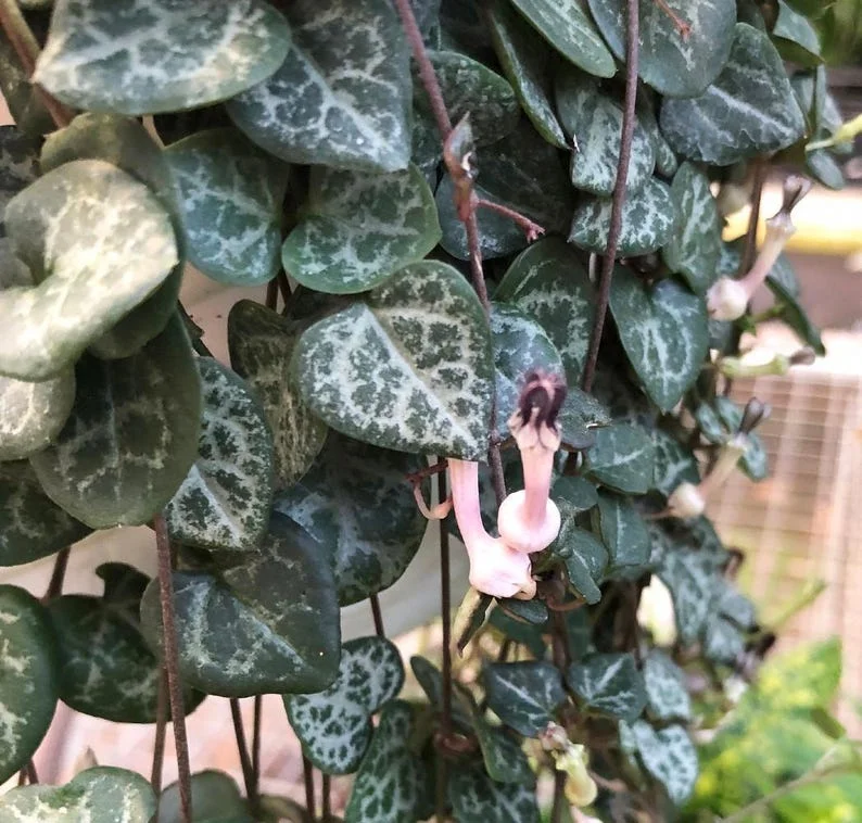 Rosary Vine Ceropegia woodii – String of Hearts 2.5" Pot – Trailing Indoor Succulent