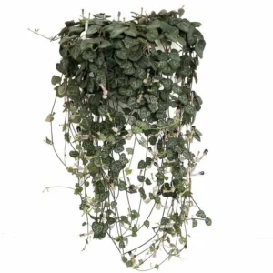 Rosary Vine Ceropegia woodii – String of Hearts 2.5