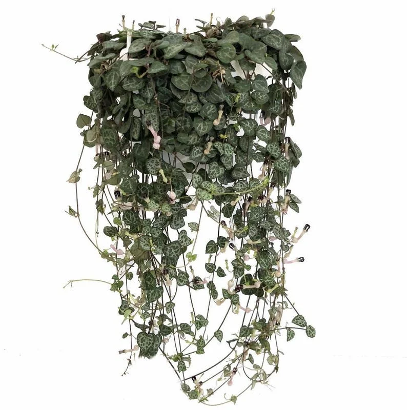 Rosary Vine Ceropegia woodii – String of Hearts 2.5" Pot – Trailing Indoor Succulent