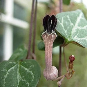 Rosary Vine Ceropegia woodii – String of Hearts 2.5