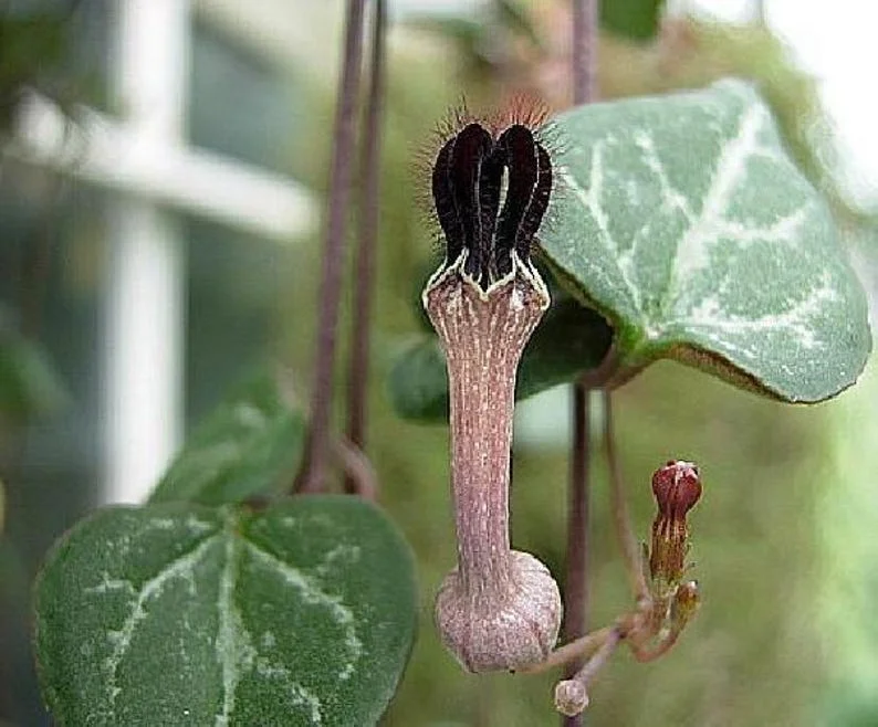 Rosary Vine Ceropegia woodii – String of Hearts 2.5" Pot – Trailing Indoor Succulent