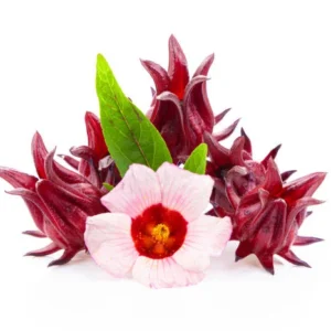Roselle Live Plant for Planting 4