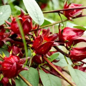 Roselle Live Plant for Planting 4"Pot 8"Tall Hibiscus Sabdariffa Tropical Shrub