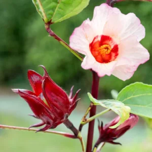 Roselle Live Plant for Planting 4