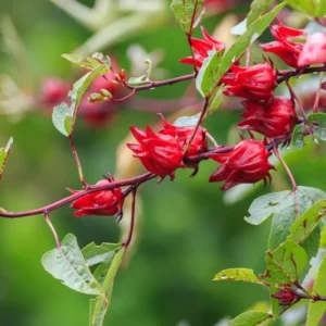 Roselle Live Plant for Planting 4