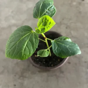 Roselle Live Plant for Planting 4