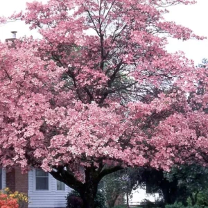 Rubra Pink Dogwood Tree Bare-root 12-18 Inch Tall - Vibrant Pink Flowers - Landscape Tree