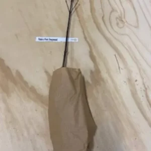 Rubra Pink Dogwood Tree Bare-root 12-18 Inch Tall - Vibrant Pink Flowers - Landscape Tree