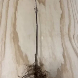 Rubra Pink Dogwood Tree Bare-root 12-18 Inch Tall - Vibrant Pink Flowers - Landscape Tree