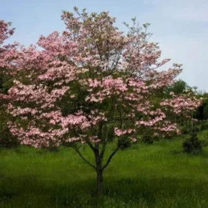 Rubra Pink Dogwood Tree Bare-root 12-18 Inch Tall - Vibrant Pink Flowers - Landscape Tree