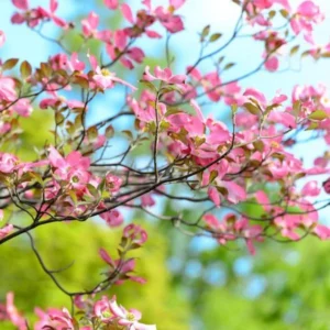 Rubra Pink Dogwood Tree Bare-root 12-18 Inch Tall - Vibrant Pink Flowers - Landscape Tree